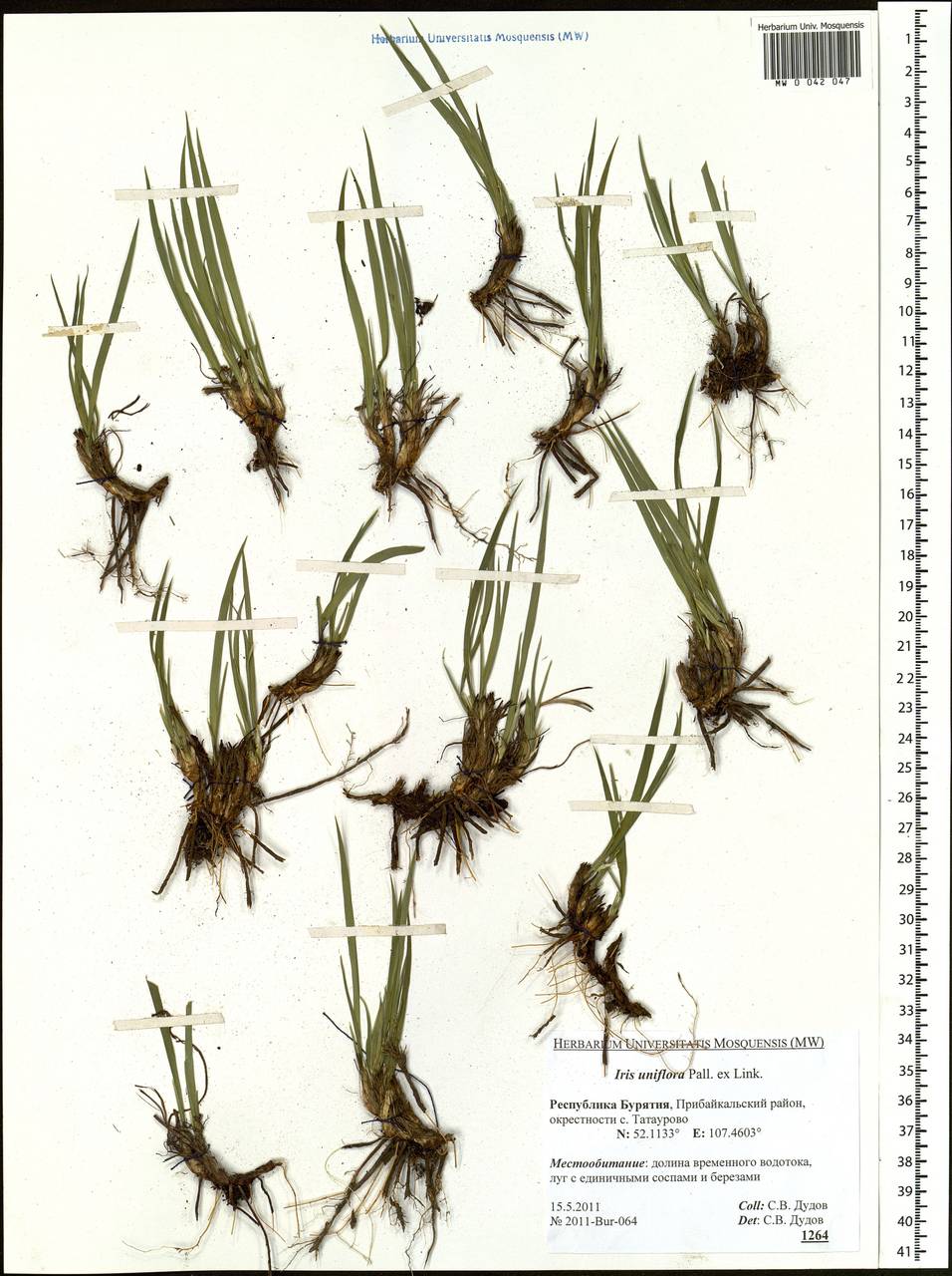 Iris uniflora Pall. ex Link, Siberia, Baikal & Transbaikal region (S4) (Russia)