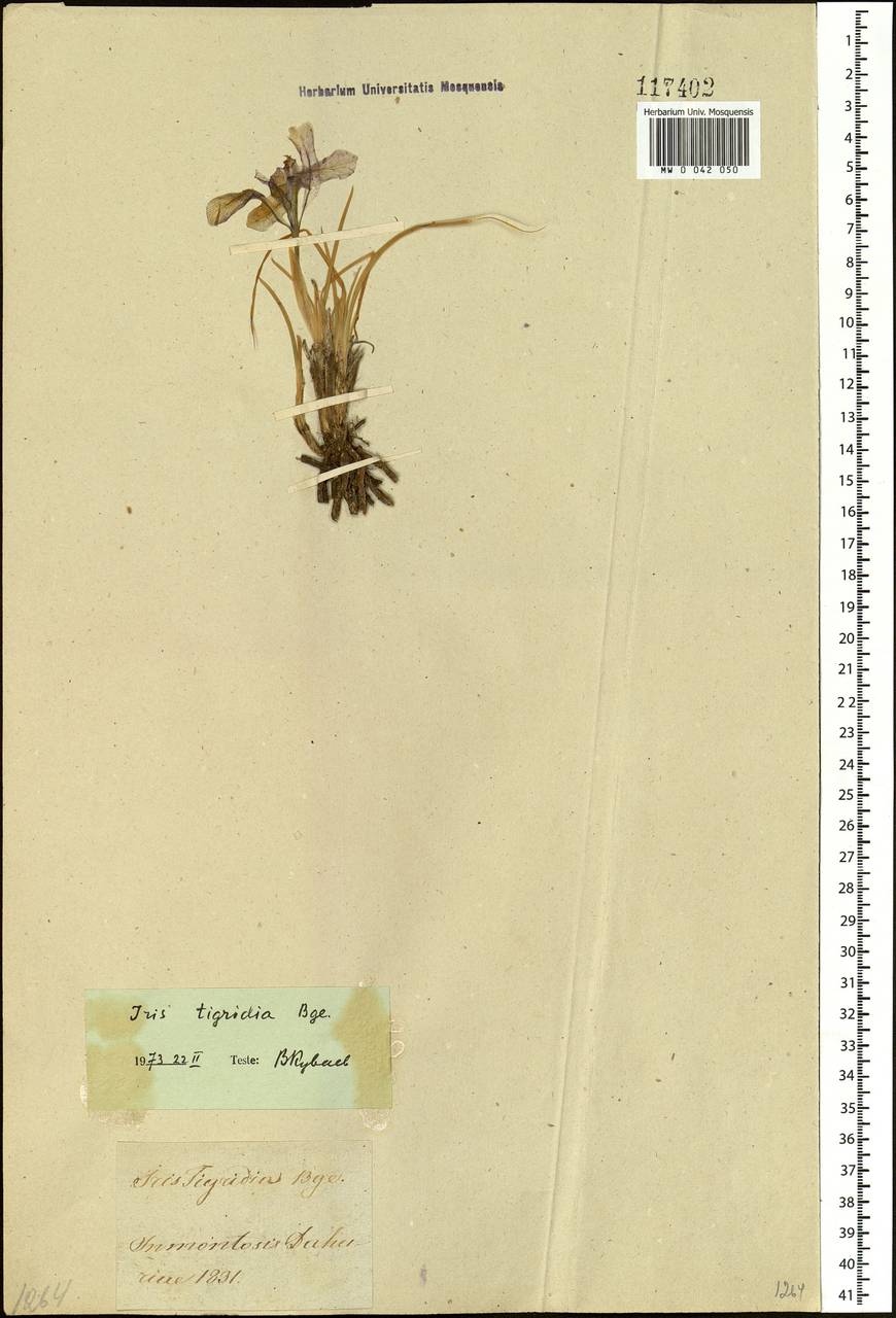 Iris tigridia Bunge ex Ledeb., Siberia, Baikal & Transbaikal region (S4) (Russia)