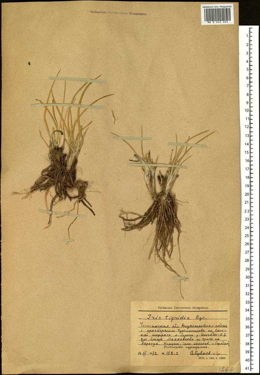 Iris tigridia Bunge ex Ledeb., Siberia, Baikal & Transbaikal region (S4) (Russia)