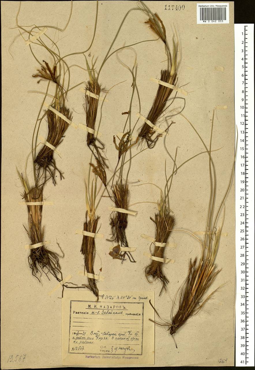 Iris tenuifolia Pall., Siberia, Baikal & Transbaikal region (S4) (Russia)