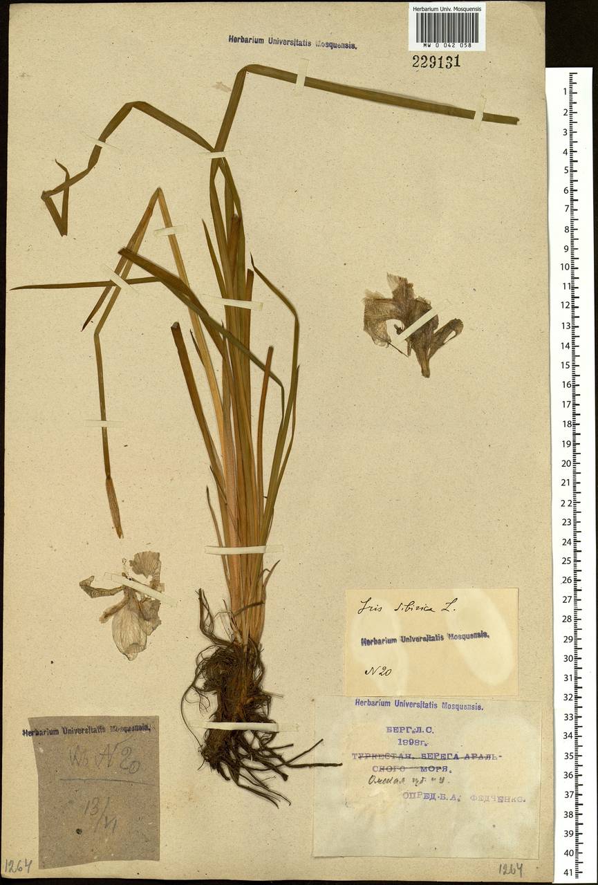 Iris sibirica L., Siberia, Western Siberia (S1) (Russia)