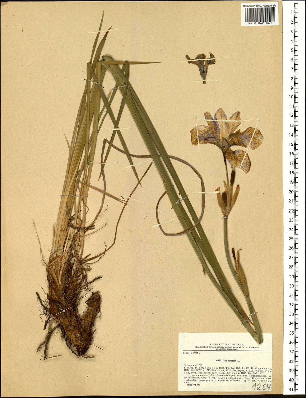 Iris sibirica L., Siberia, Western Siberia (S1) (Russia)