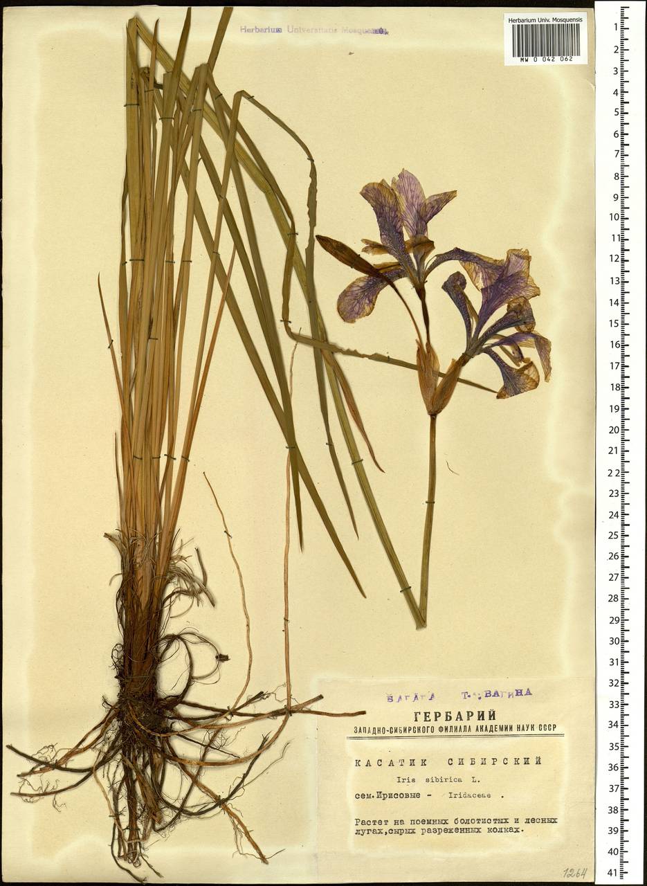 Iris sibirica L., Siberia, Western Siberia (S1) (Russia)