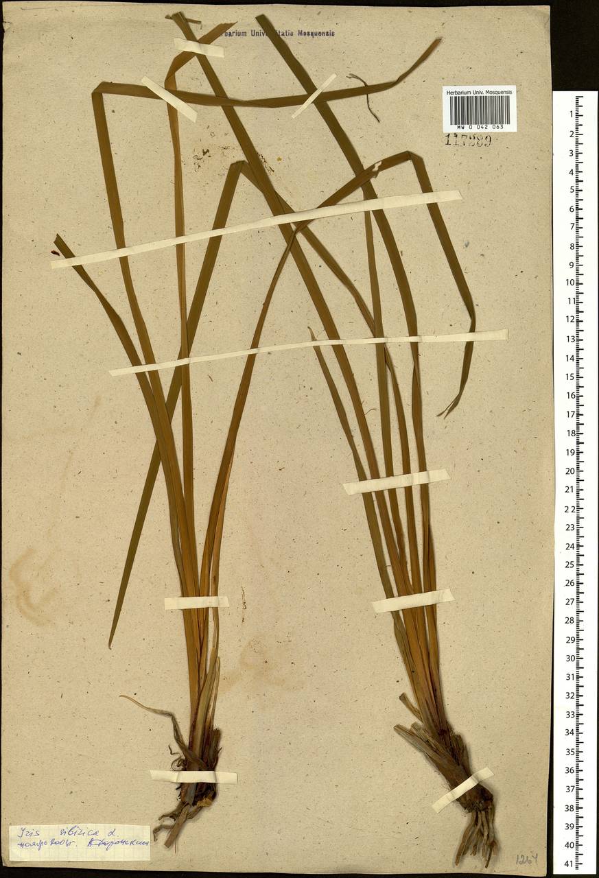 Iris sibirica L., Siberia (no precise locality) (S0) (Russia)