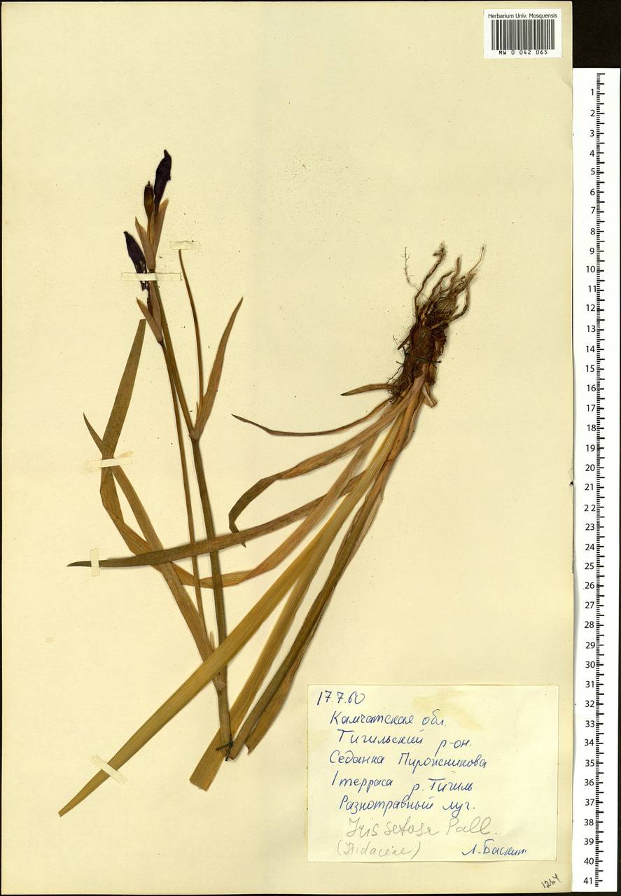 Iris setosa Pall. ex Link, Siberia, Chukotka & Kamchatka (S7) (Russia)