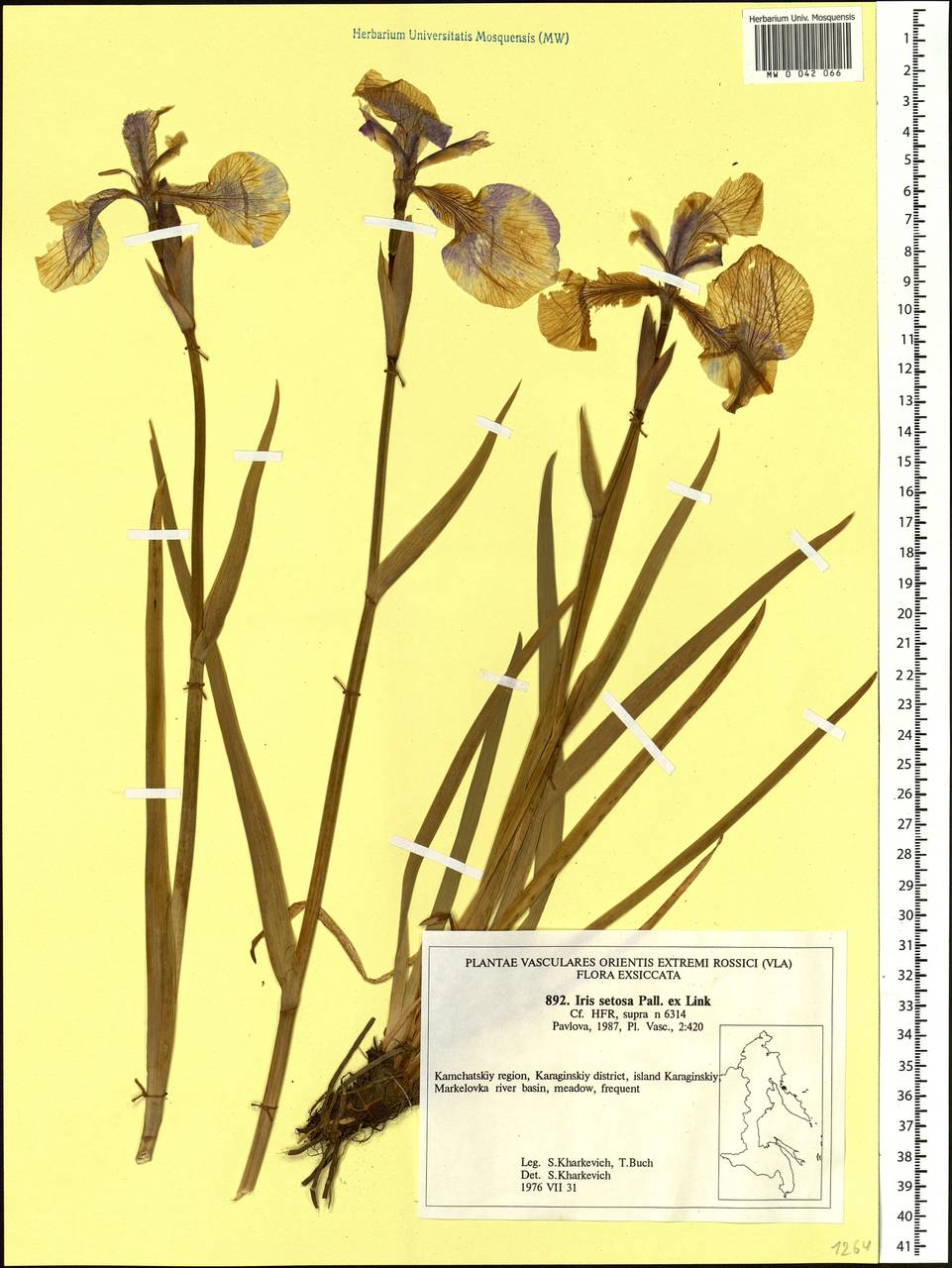 Iris setosa Pall. ex Link, Siberia, Chukotka & Kamchatka (S7) (Russia)