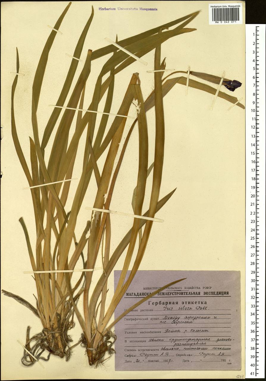 Iris setosa Pall. ex Link, Siberia, Yakutia (S5) (Russia)