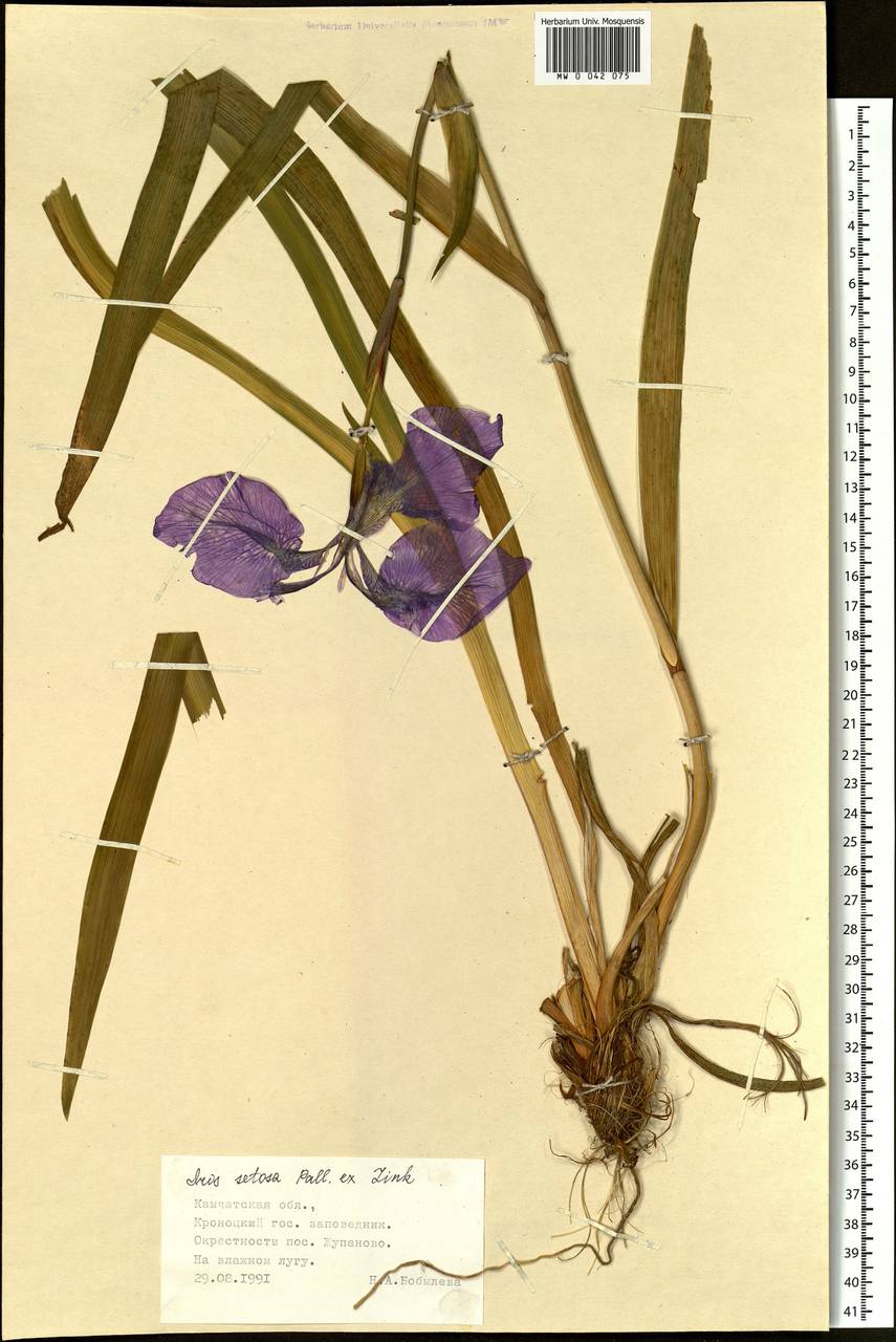 Iris setosa Pall. ex Link, Siberia, Chukotka & Kamchatka (S7) (Russia)