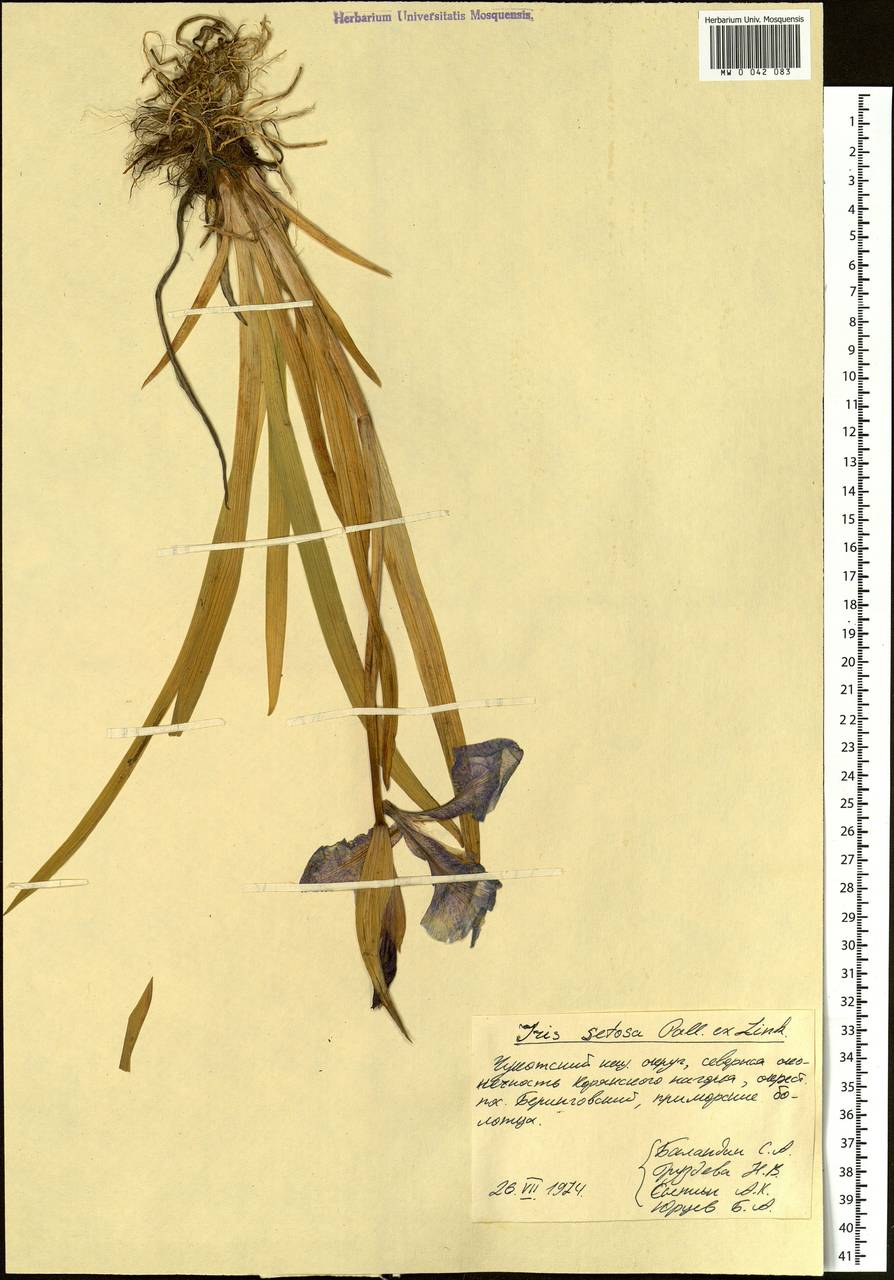 Iris setosa Pall. ex Link, Siberia, Chukotka & Kamchatka (S7) (Russia)