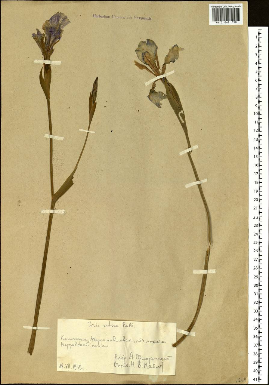 Iris setosa Pall. ex Link, Siberia, Chukotka & Kamchatka (S7) (Russia)