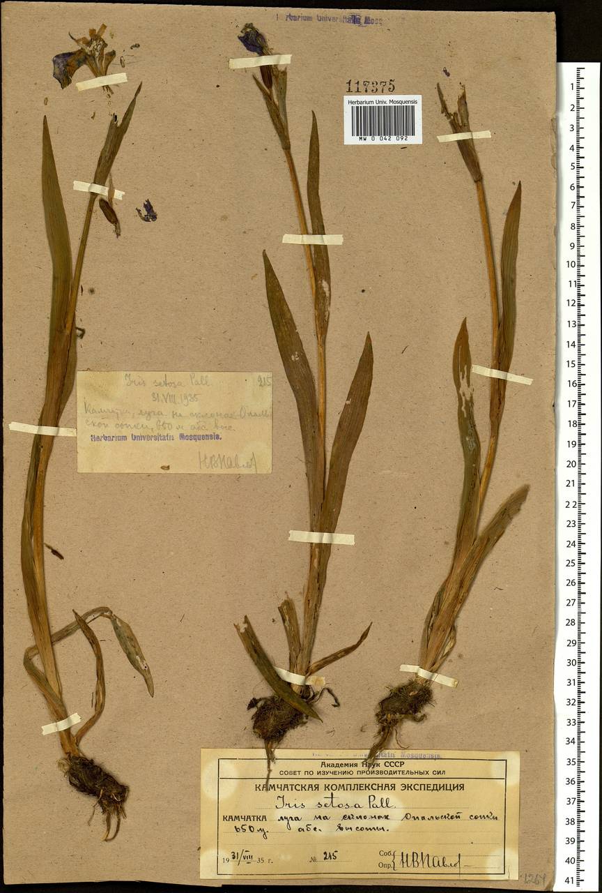 Iris setosa Pall. ex Link, Siberia, Chukotka & Kamchatka (S7) (Russia)