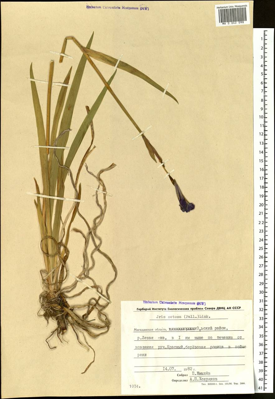 Iris setosa Pall. ex Link, Siberia, Chukotka & Kamchatka (S7) (Russia)