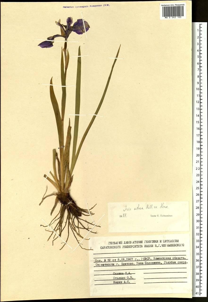 Iris setosa Pall. ex Link, Siberia, Chukotka & Kamchatka (S7) (Russia)