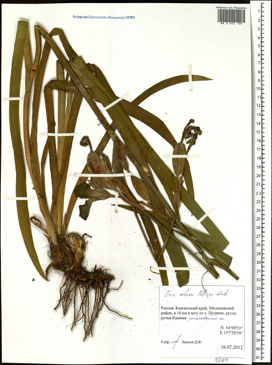 Iris setosa Pall. ex Link, Siberia, Chukotka & Kamchatka (S7) (Russia)