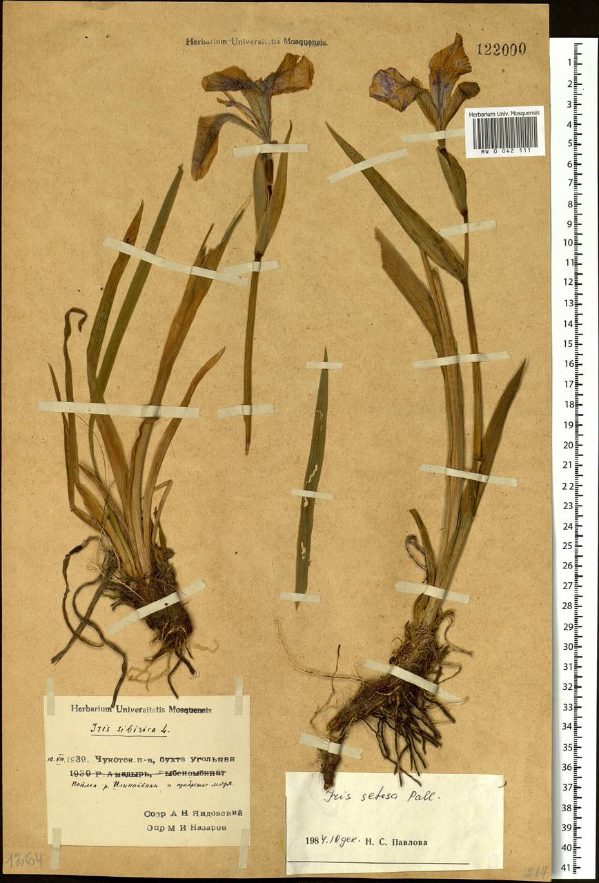 Iris setosa Pall. ex Link, Siberia, Chukotka & Kamchatka (S7) (Russia)