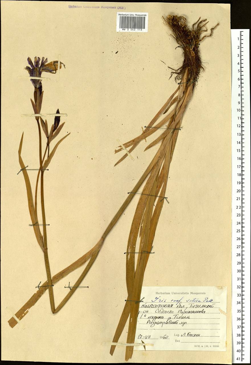 Iris setosa Pall. ex Link, Siberia, Chukotka & Kamchatka (S7) (Russia)