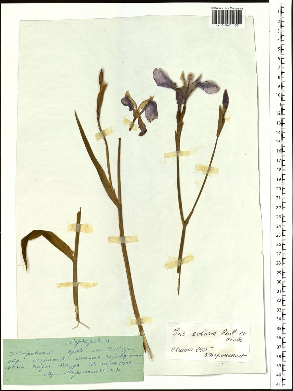 Iris setosa Pall. ex Link, Siberia, Russian Far East (S6) (Russia)