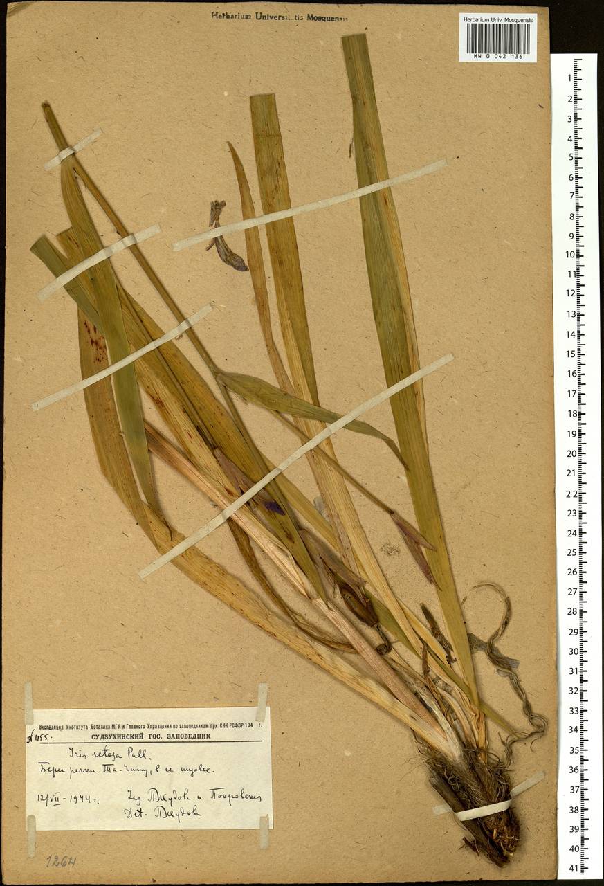 Iris setosa Pall. ex Link, Siberia, Russian Far East (S6) (Russia)