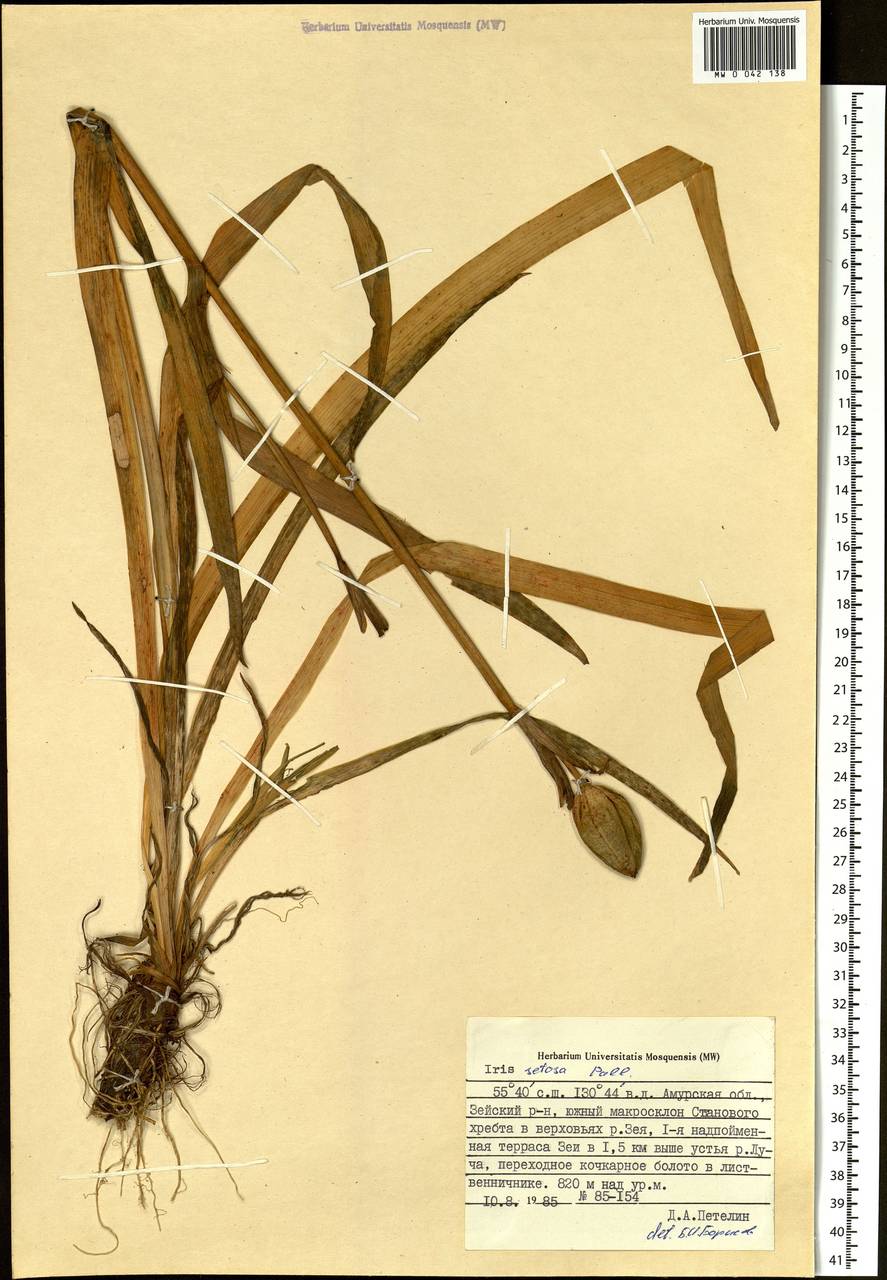 Iris setosa Pall. ex Link, Siberia, Russian Far East (S6) (Russia)