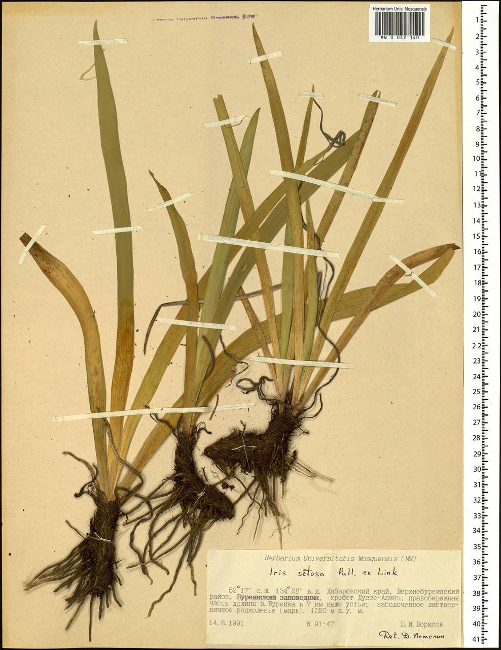 Iris setosa Pall. ex Link, Siberia, Russian Far East (S6) (Russia)