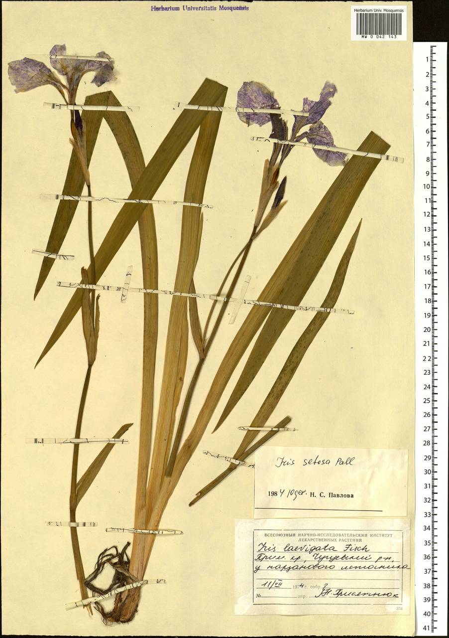 Iris setosa Pall. ex Link, Siberia, Russian Far East (S6) (Russia)