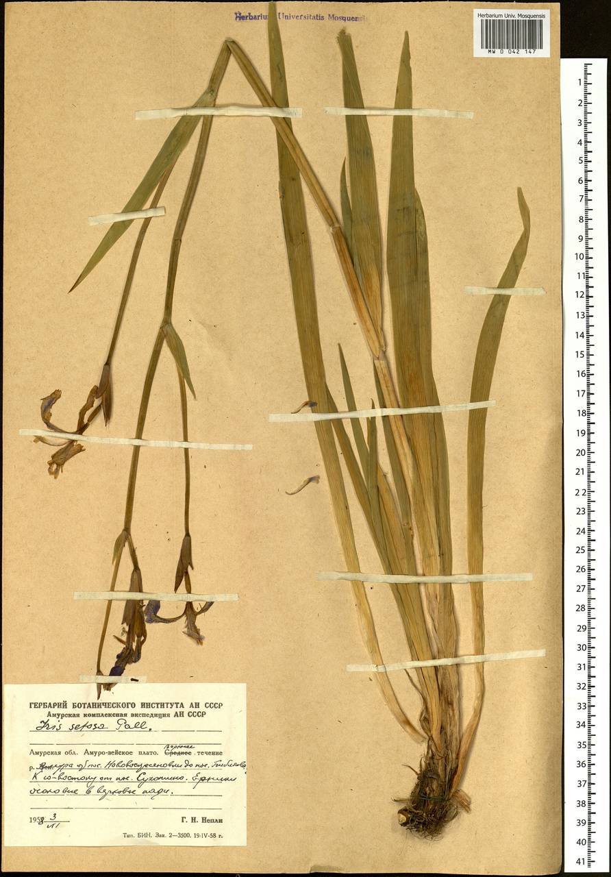 Iris setosa Pall. ex Link, Siberia, Russian Far East (S6) (Russia)