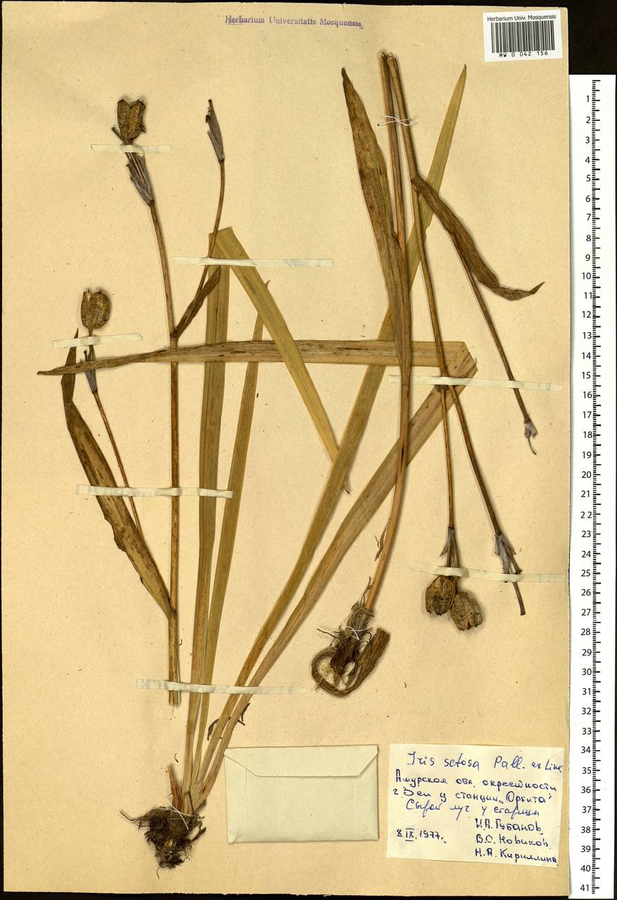 Iris setosa Pall. ex Link, Siberia, Russian Far East (S6) (Russia)