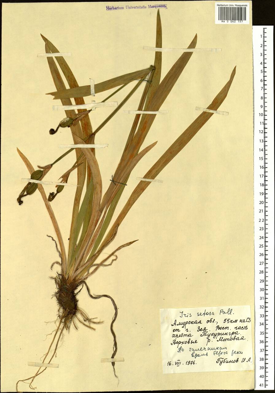 Iris setosa Pall. ex Link, Siberia, Russian Far East (S6) (Russia)