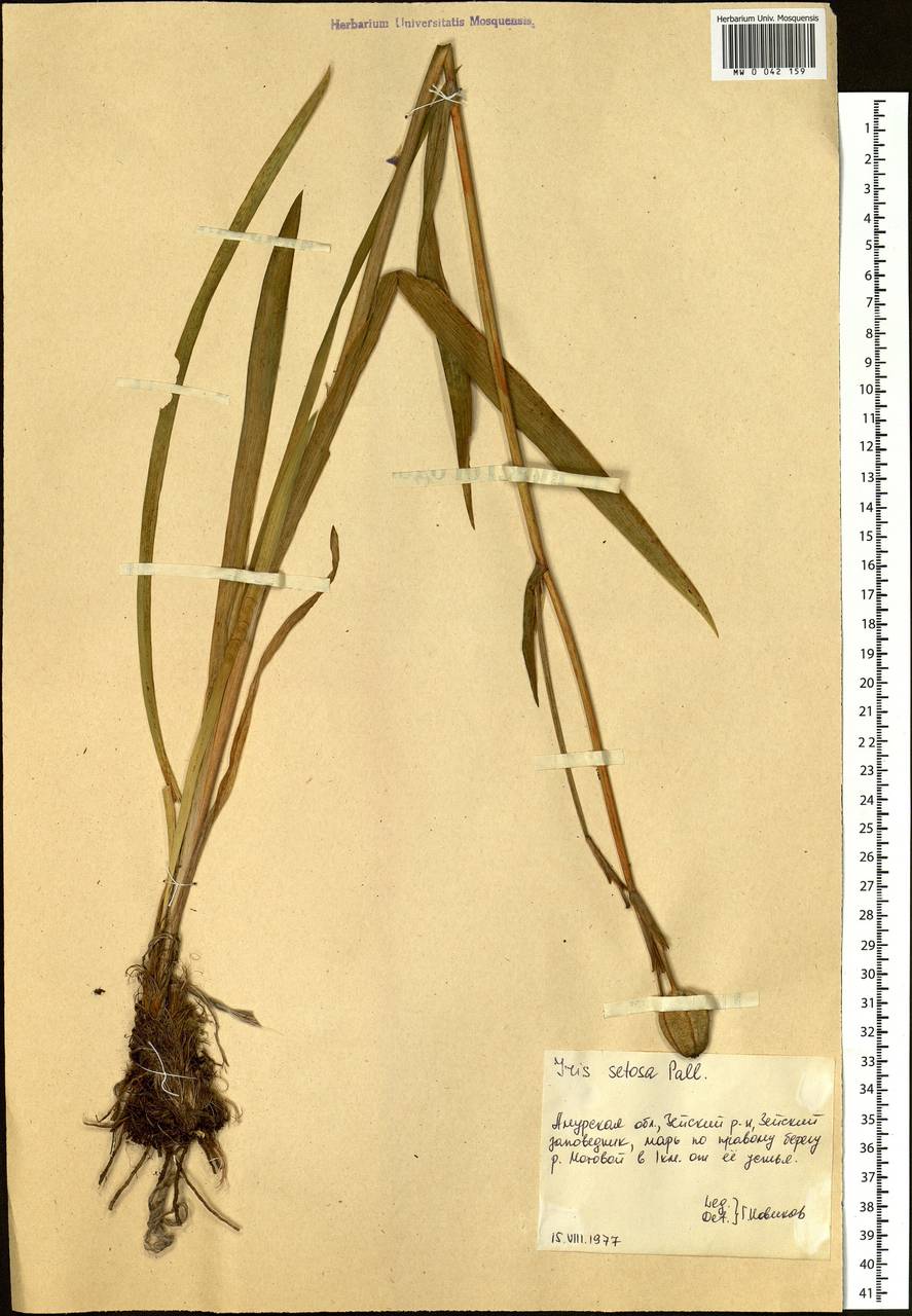 Iris setosa Pall. ex Link, Siberia, Russian Far East (S6) (Russia)