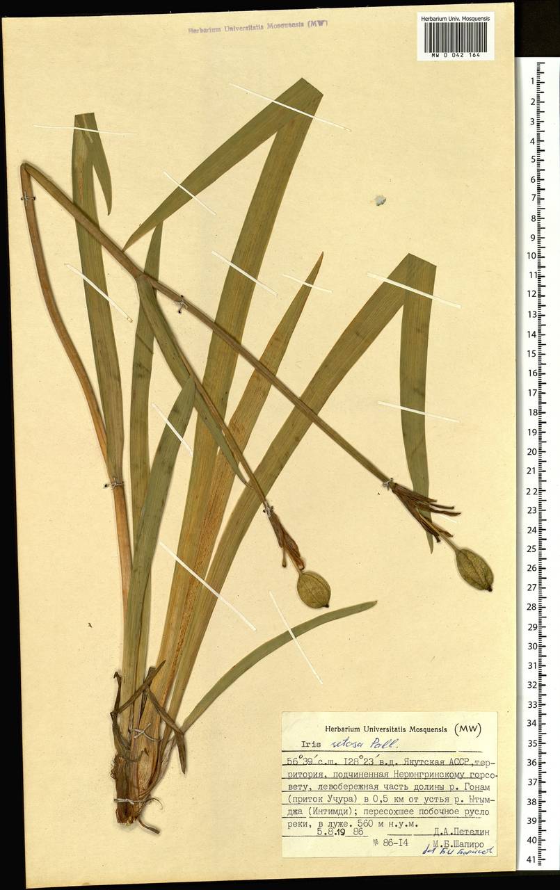 Iris setosa Pall. ex Link, Siberia, Yakutia (S5) (Russia)