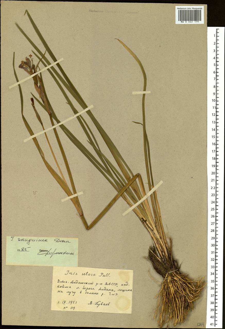 Iris sanguinea Donn ex Hornem., Siberia, Yakutia (S5) (Russia)