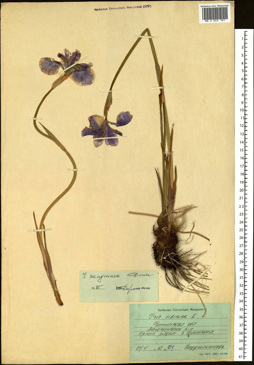 Iris sanguinea Hornem., Siberia, Baikal & Transbaikal region (S4) (Russia)