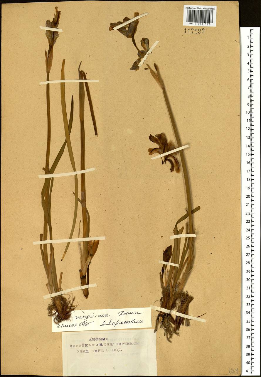 Iris sanguinea Hornem., Siberia, Baikal & Transbaikal region (S4) (Russia)