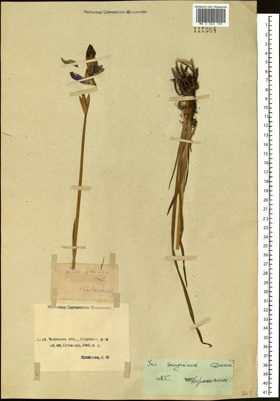 Iris sanguinea Donn ex Hornem., Siberia, Baikal & Transbaikal region (S4) (Russia)