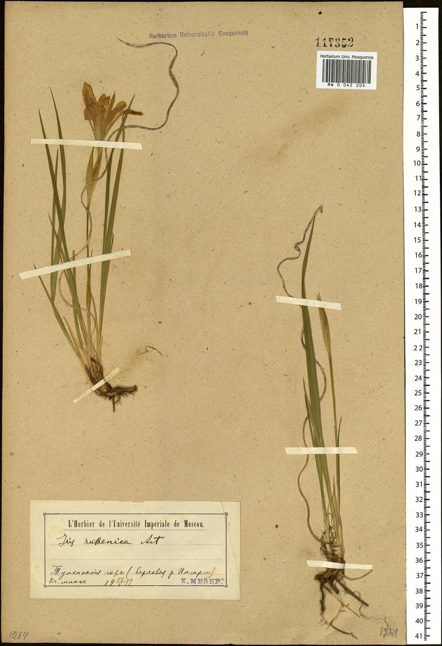 Iris ruthenica Ker Gawl., Siberia, Baikal & Transbaikal region (S4) (Russia)