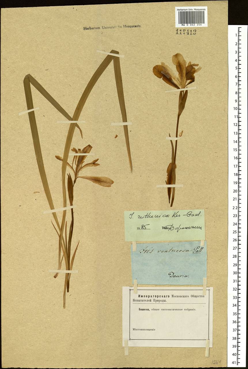 Iris ruthenica Ker Gawl., Siberia, Baikal & Transbaikal region (S4) (Russia)