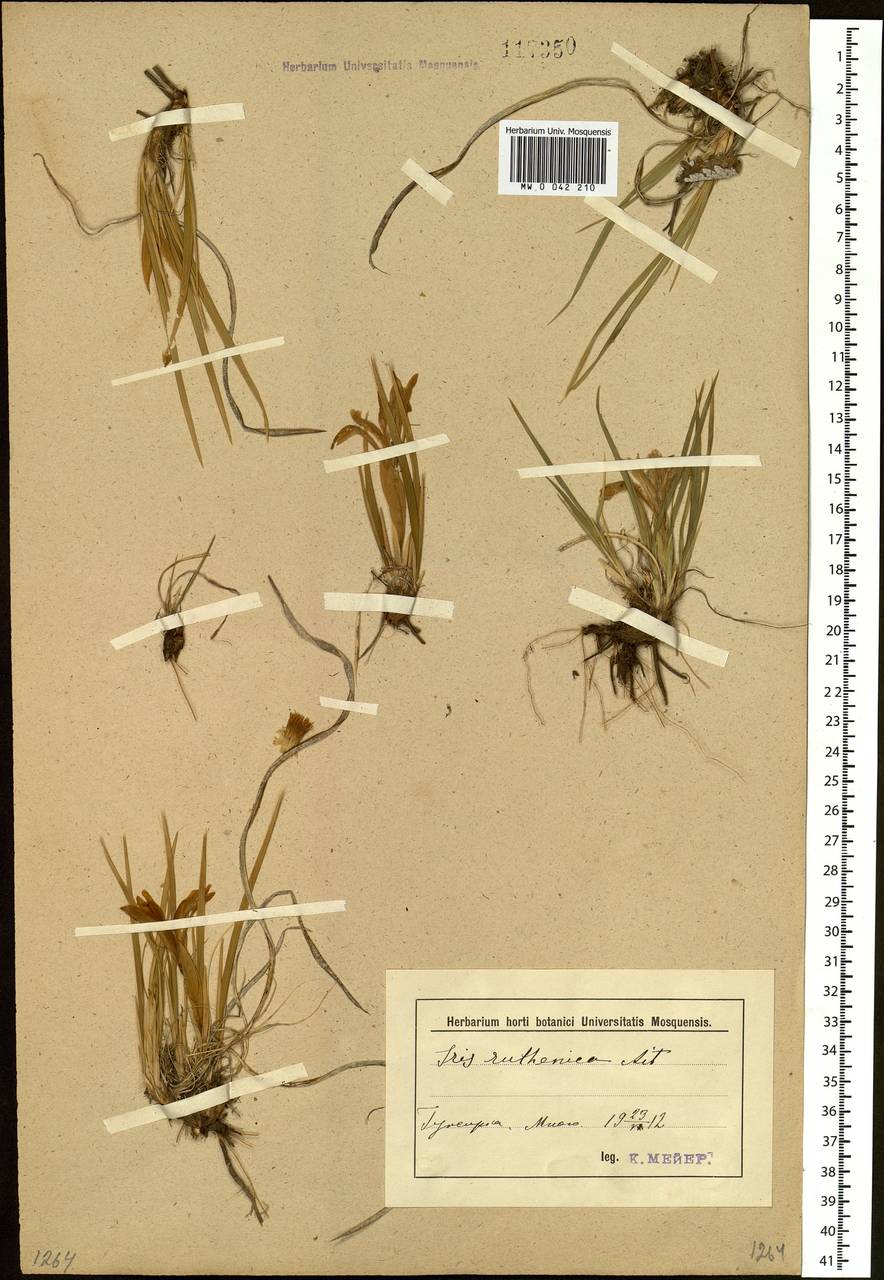 Iris ruthenica Ker Gawl., Siberia, Baikal & Transbaikal region (S4) (Russia)