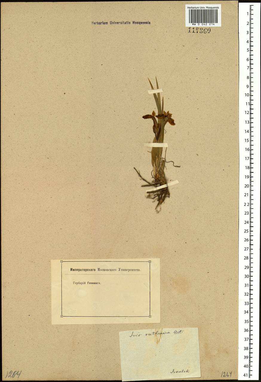 Iris ruthenica Ker Gawl., Siberia, Baikal & Transbaikal region (S4) (Russia)
