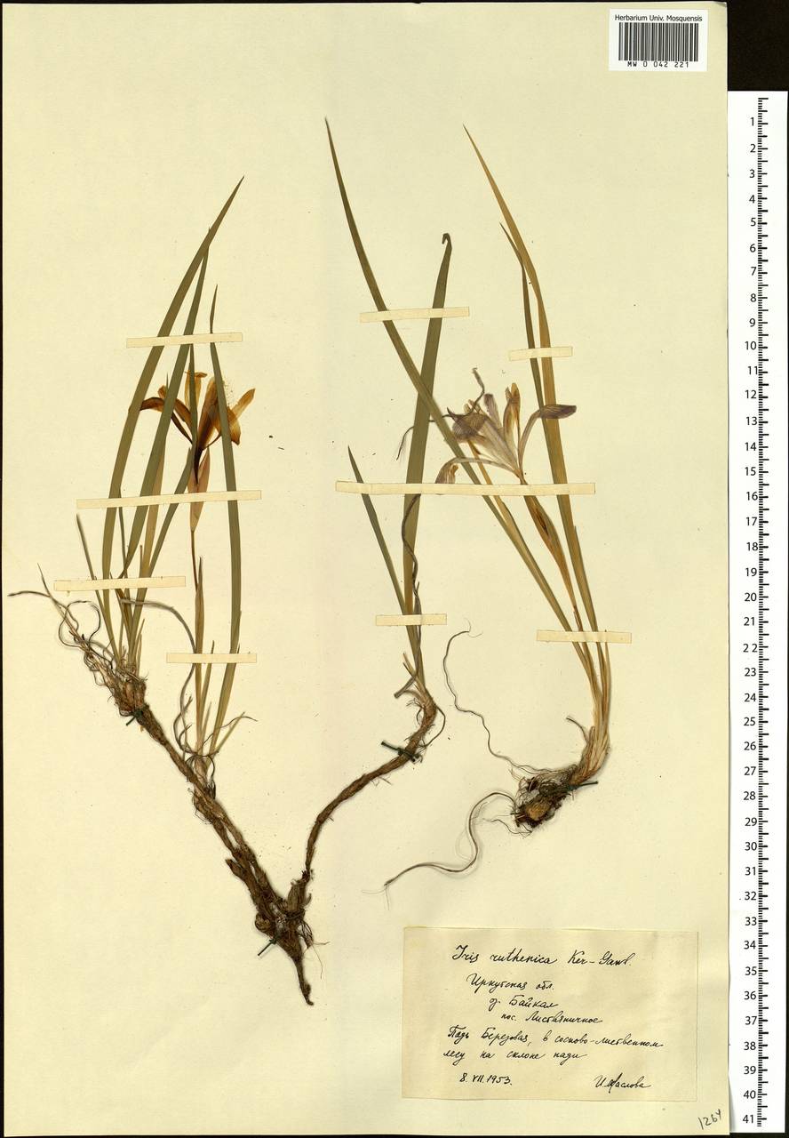 Iris ruthenica Ker Gawl., Siberia, Baikal & Transbaikal region (S4) (Russia)