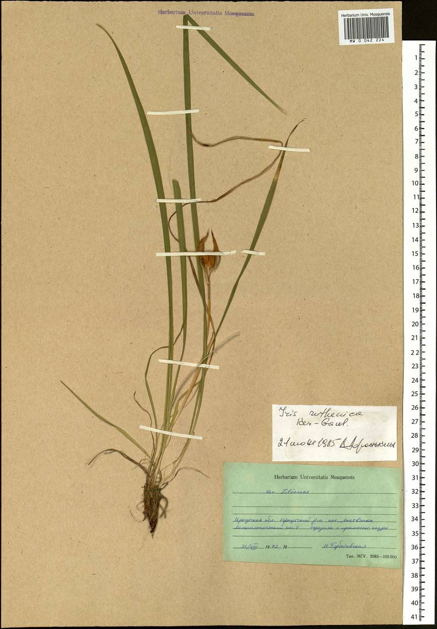 Iris ruthenica Ker Gawl., Siberia, Baikal & Transbaikal region (S4) (Russia)