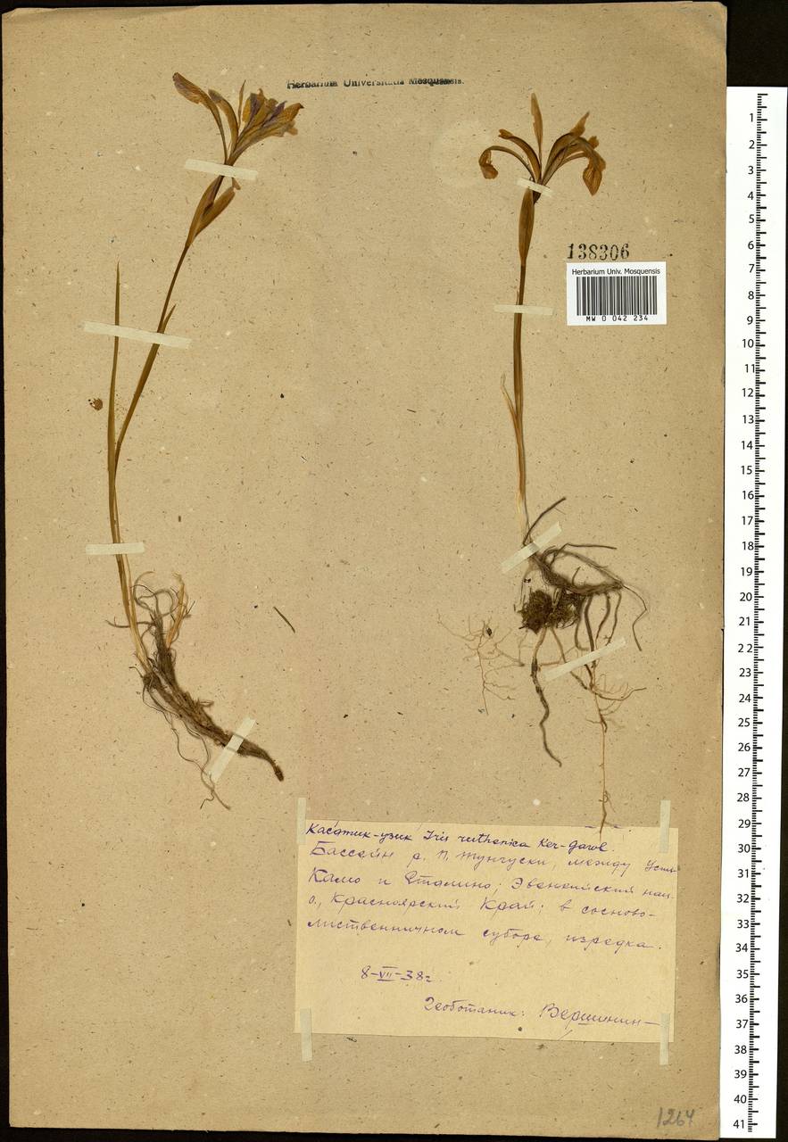 Iris ruthenica Ker Gawl., Siberia, Central Siberia (S3) (Russia)