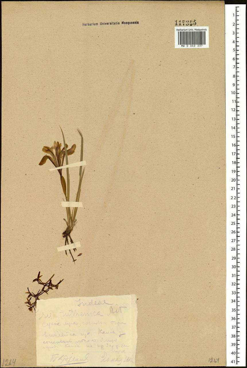 Iris ruthenica Ker Gawl., Siberia, Central Siberia (S3) (Russia)