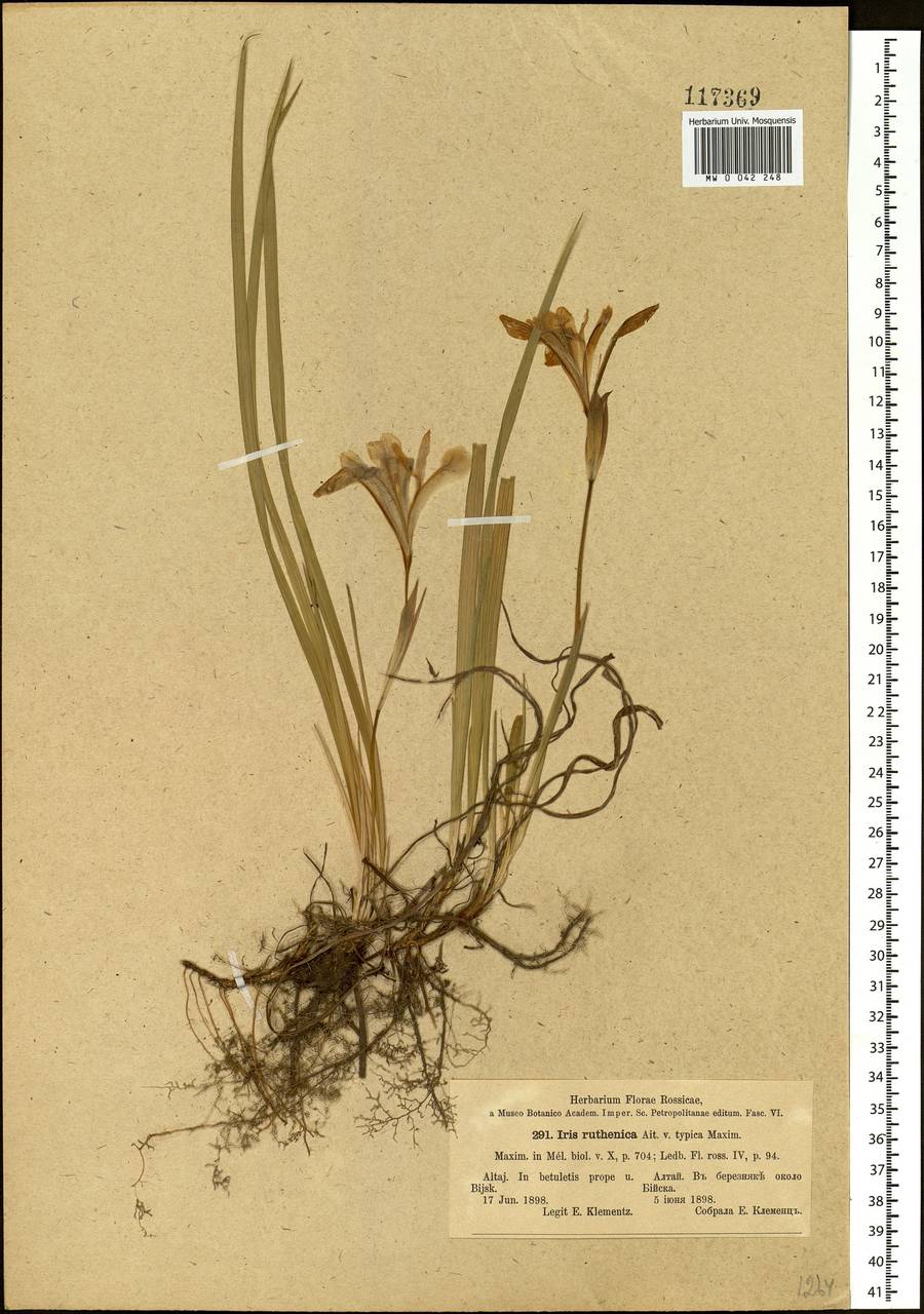 Iris ruthenica Ker Gawl., Siberia, Altai & Sayany Mountains (S2) (Russia)