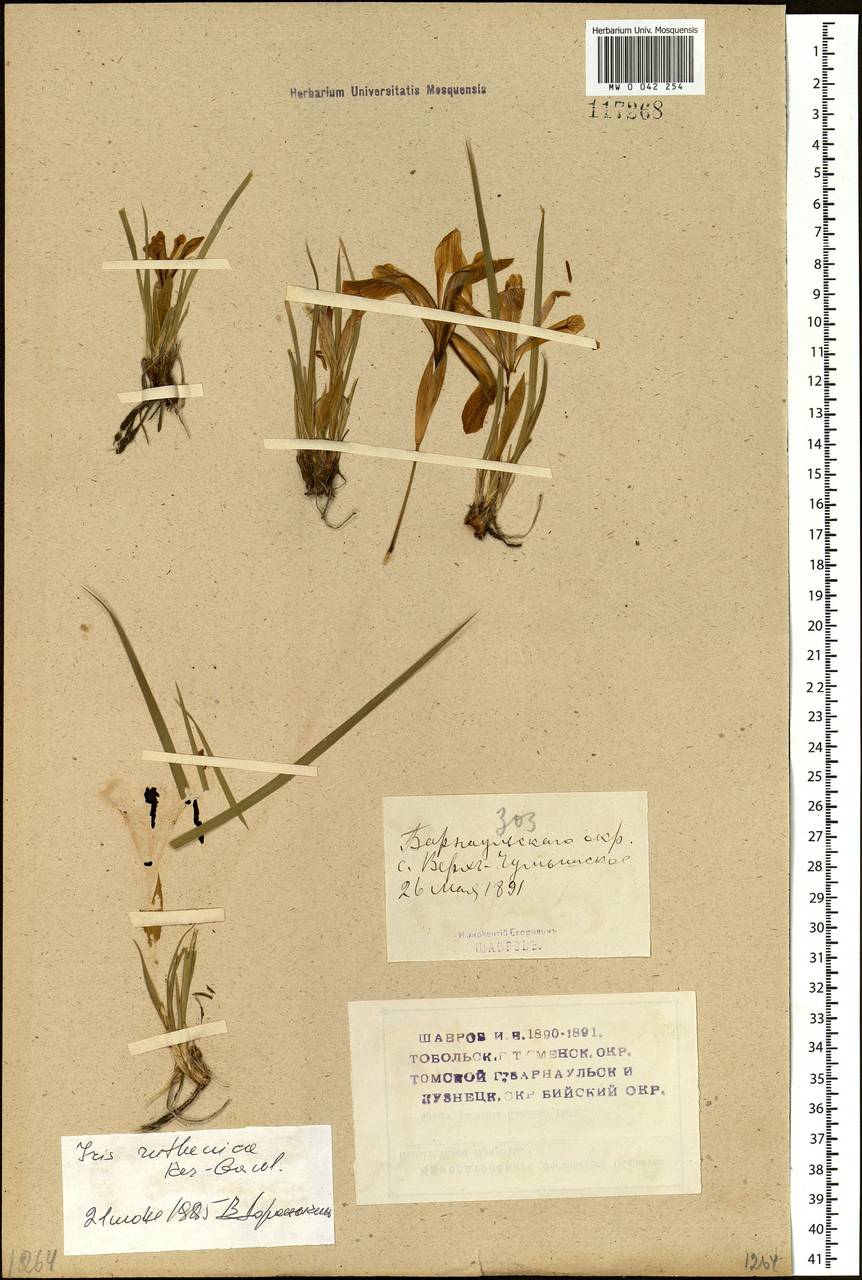 Iris ruthenica Ker Gawl., Siberia, Altai & Sayany Mountains (S2) (Russia)