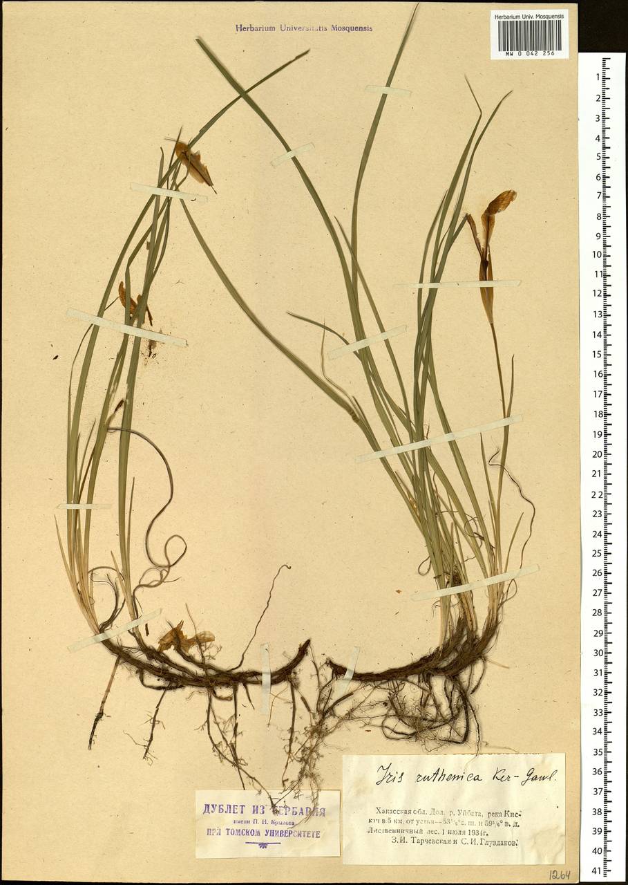 Iris ruthenica Ker Gawl., Siberia, Altai & Sayany Mountains (S2) (Russia)