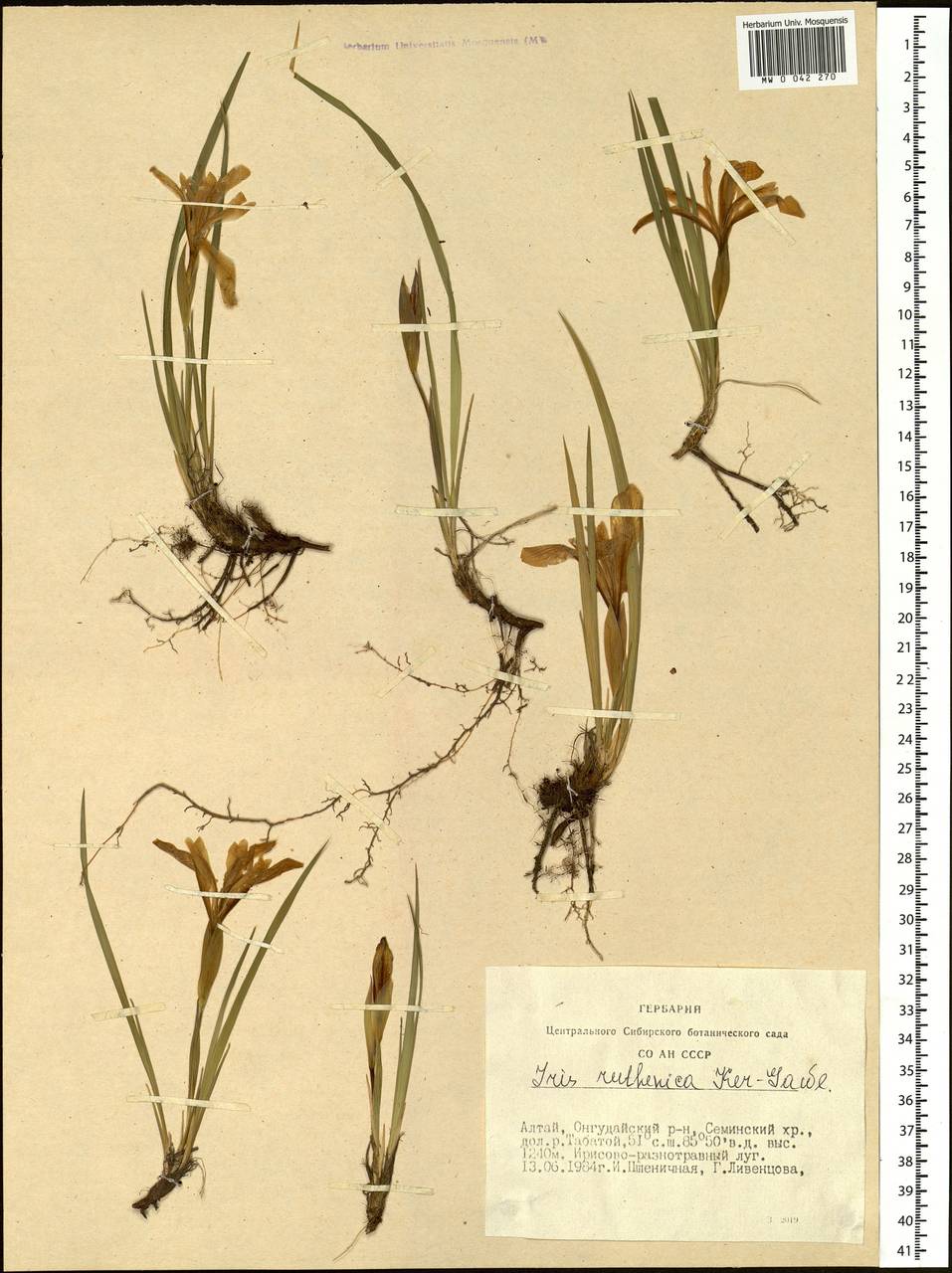 Iris ruthenica Ker Gawl., Siberia, Altai & Sayany Mountains (S2) (Russia)