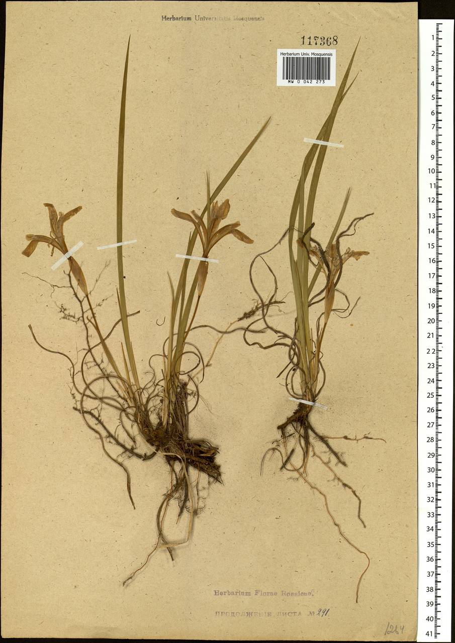 Iris ruthenica Ker Gawl., Siberia, Altai & Sayany Mountains (S2) (Russia)