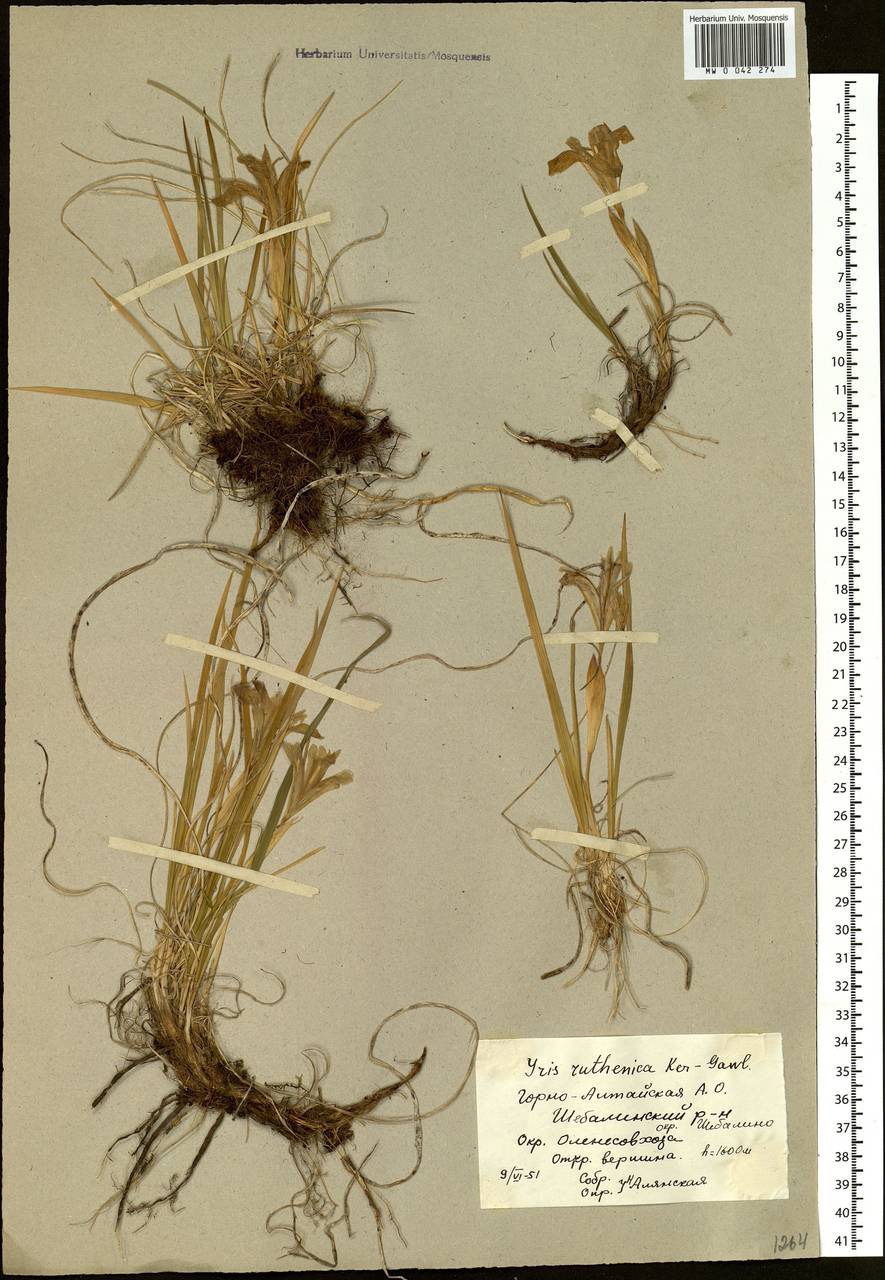 Iris ruthenica Ker Gawl., Siberia, Altai & Sayany Mountains (S2) (Russia)