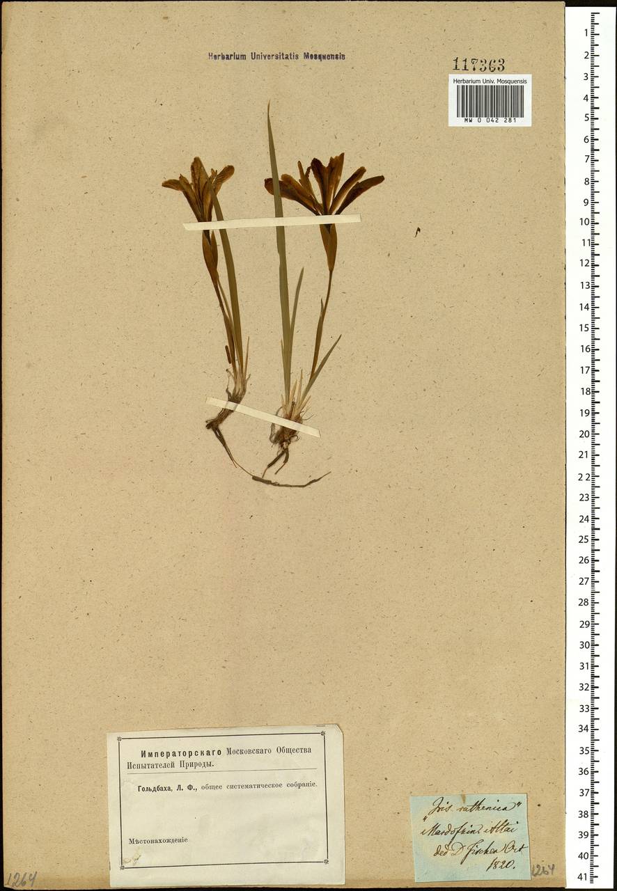 Iris ruthenica Ker Gawl., Siberia, Altai & Sayany Mountains (S2) (Russia)