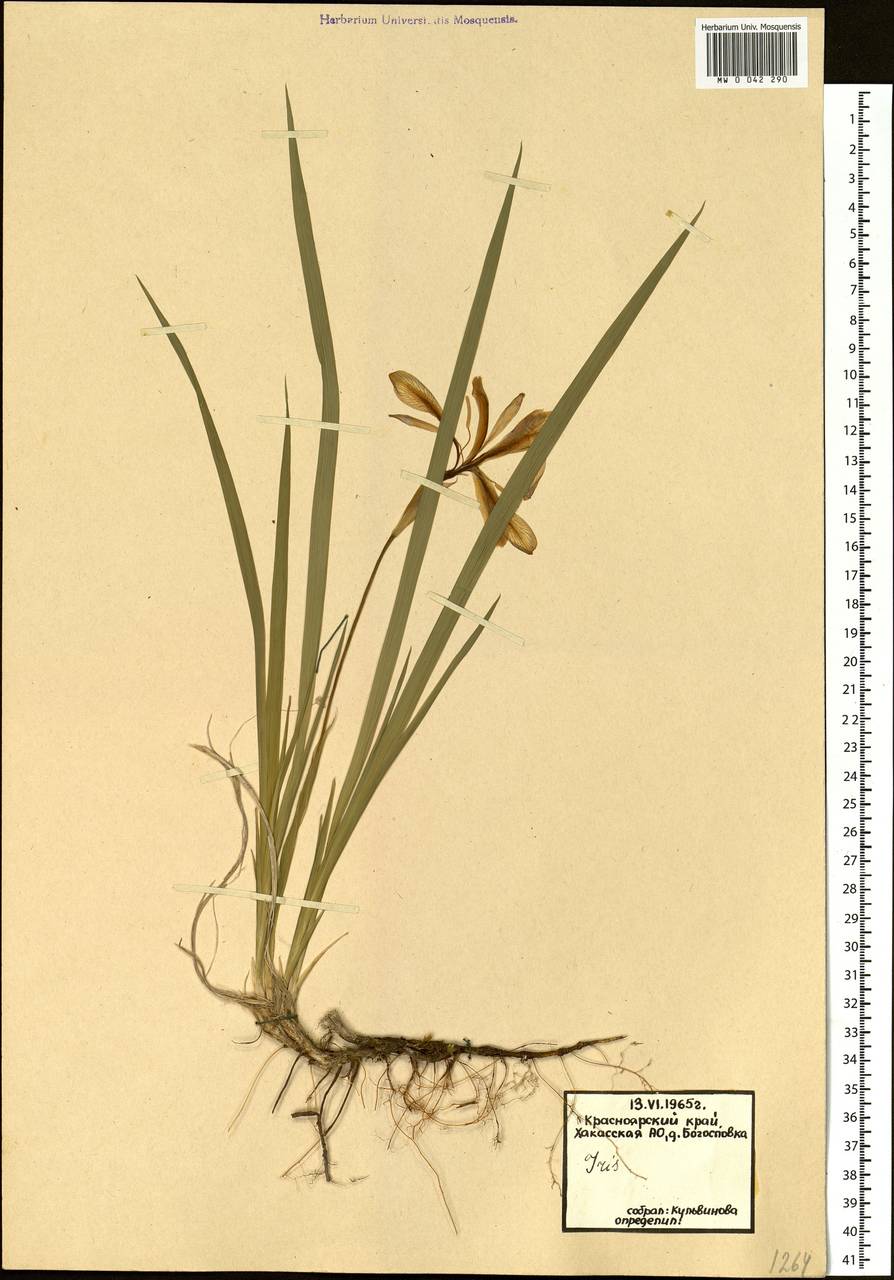 Iris ruthenica Ker Gawl., Siberia, Altai & Sayany Mountains (S2) (Russia)